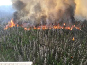 Beaver Creek Fire | Colorado Timber Industry Association