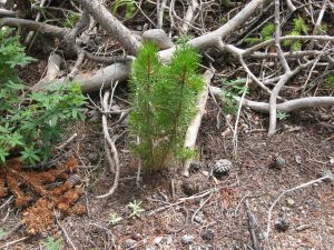 Seedlings | Colorado Timber Industry Association