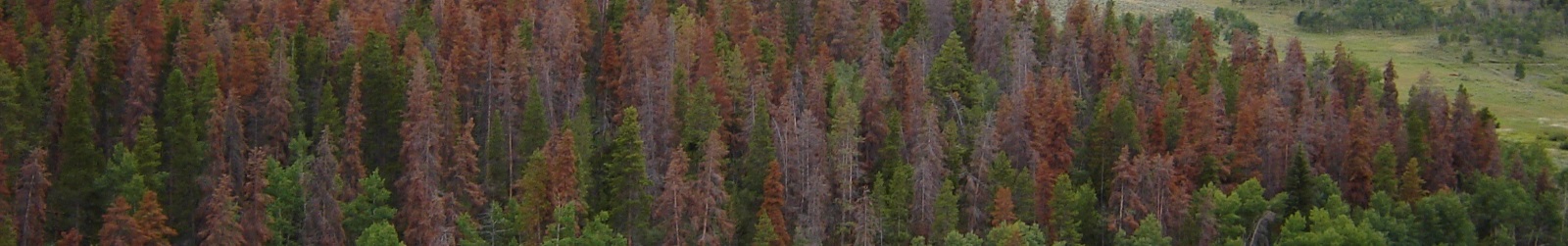 Forest Health | Colorado Timber Industry Association